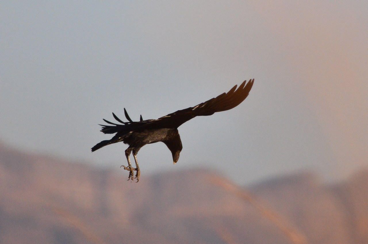 Corvus albicollis Corvus albicollis